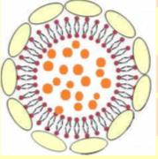 Actosome Whitenol: The most potent tyrosinase inhibitor consisting of nanoencapsulated