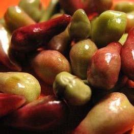 Efficacy of major ingredients of FERULIC DEAGE SERUM Vitis Vinifera (Grape) Seed Extract Best existing anti-oxidant ingredient!