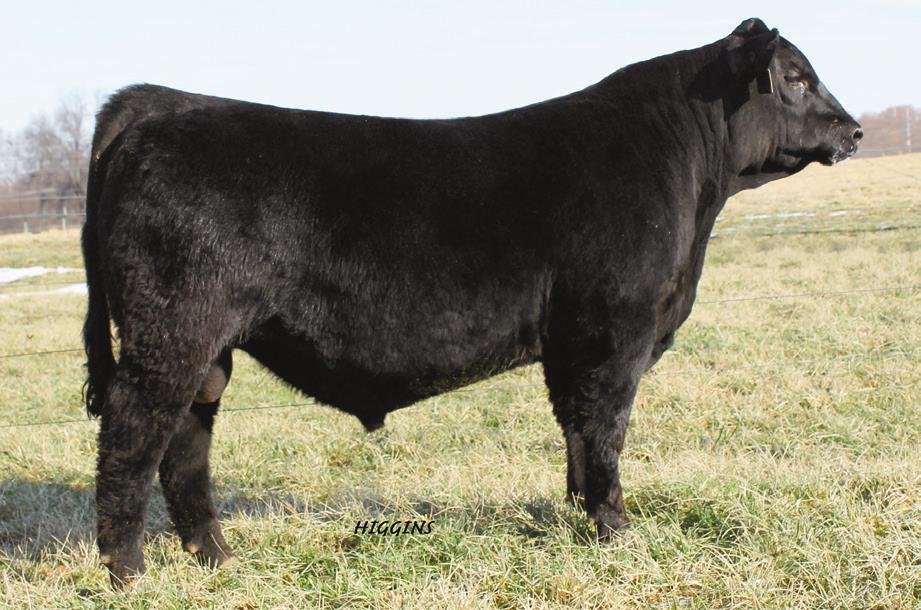 OUBLE R BAR SERVICE-AGE BULLS S A V EMBLYNETTE 5483 - Full sister to the dam of Lot 19. N BAR ENCHANTSS SCC 2X30 - Grandam of Lot 18. OUBLE R BAR PLYMOUTH A134 - He sells as Lot 11.