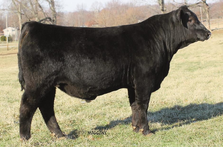 OUBLE R BAR SERVICE-AGE BULLS S A V ABIGALE 8213 - Grandam of Lots 20 through 22. CHAMPION HILL LUCY 3245 Grandam of Lots 24 and 25. BL R BAR IRON MOUNTAIN A109 - He sells as Lot 22.