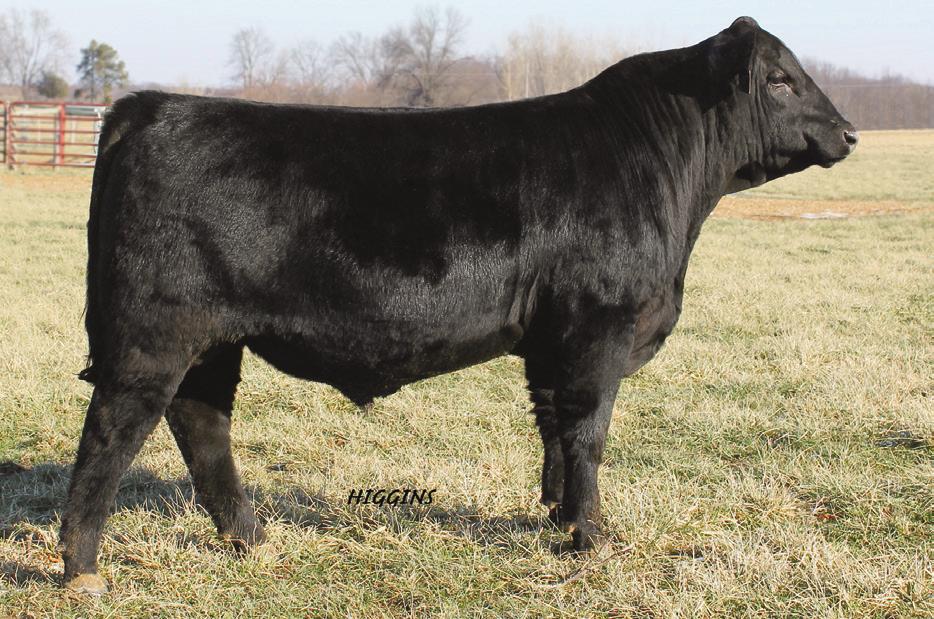 OUBLE R BAR SERVICE-AGE BULLS WERNER COLEMAN BLACKCAP 668 am of Lot 29. IEAL 4465 OF 6807 4286 Great Grandam of Lot 27.