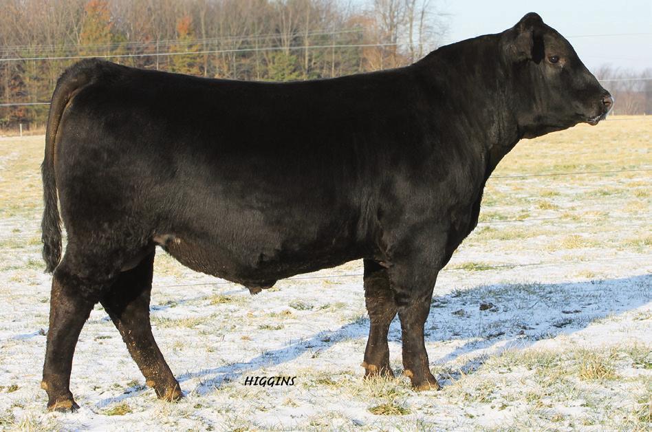 OUBLE R BAR CONSENSUS AN GIS SONS KEM 119 OF WOOLAWN - Grandam of Lots 36 and 37. OUBLE R BAR GIS Z243 - He sells as Lot 47. 44 PRIMROSE 6268 - am of Lots 38 through 40.