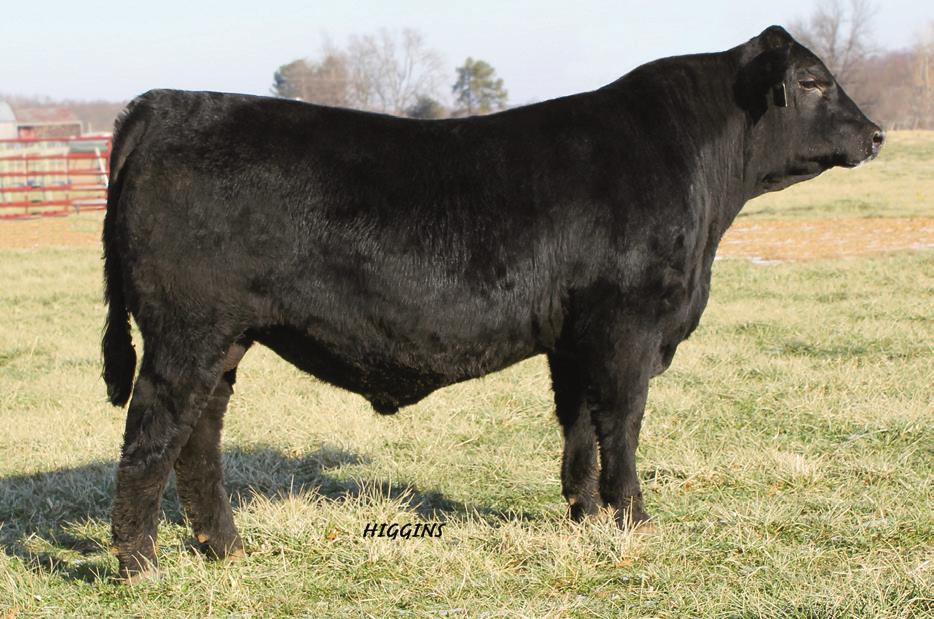 OUBLE R BAR SERVICE-AGE BULLS N BAR KINOCHTRY BEAUTY F4439 - am of Lots 49 through 51. OUBLE R BAR PROWLER Z251 - He sells as Lot 49.