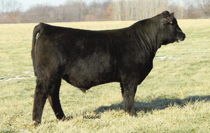 OUBLE R BAR HOT RO A141 - He sells as Lot 60. 60 ouble R Bar Hot Rod A141 Birth ate: 2-5-2013 Bull +17545691 Tattoo: A141 Gambles Hot Rod +.09 #Famous 7001 13897812 +Champion Hill Lady 703 +.