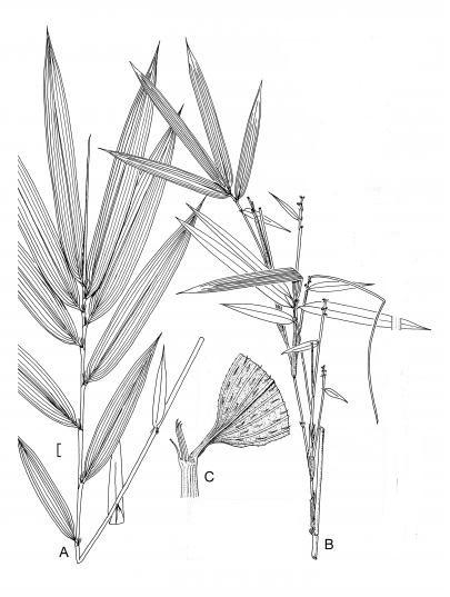 Figure 1. Line illustrations demonstrating differences between Arundo donax (left), Phragmites australis (middle) and Arundinaria appalachiana (right).