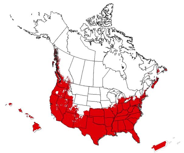 Figure 2. Predicted distribution of Arundo donax in the United States and Canada as predicted by USDA Plant Hardiness Zones 6-13 and annual rainfall.