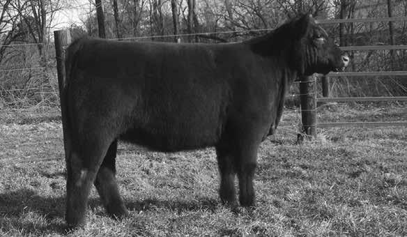 201 Man Among Boys CMAC Hard Core Dr. Who RJCD Tracy Breeze JDCC The Man 21K Reg. No: Pending Tattoo: 211C Calved: 2/11/2015 /Baldy Percentage: This M.A.B stud is one good looking, sound, heavy muscled herd sire.