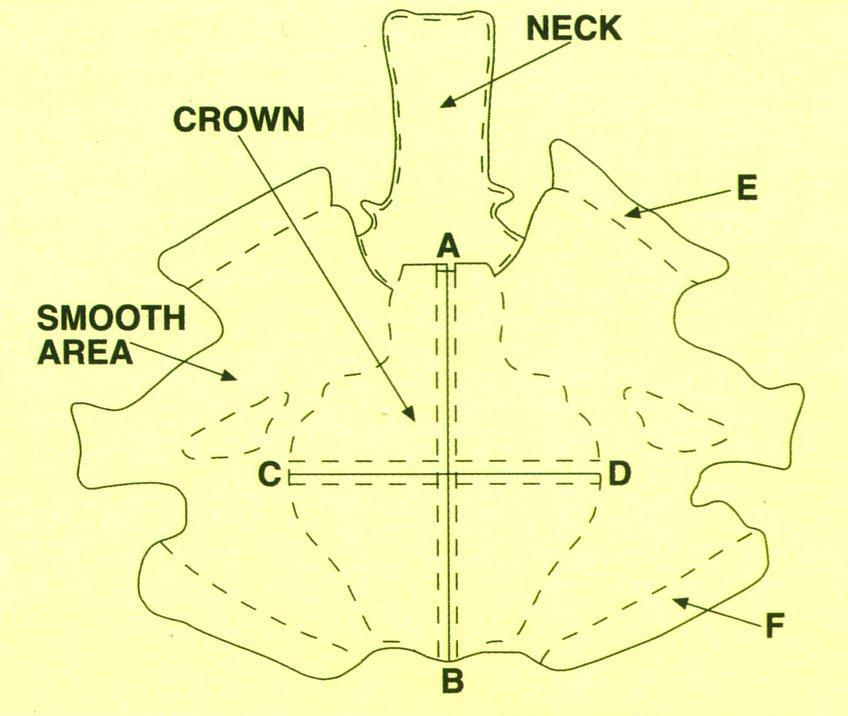 Figure 1 - Ostrich Skin Diagram [source: SCOT,