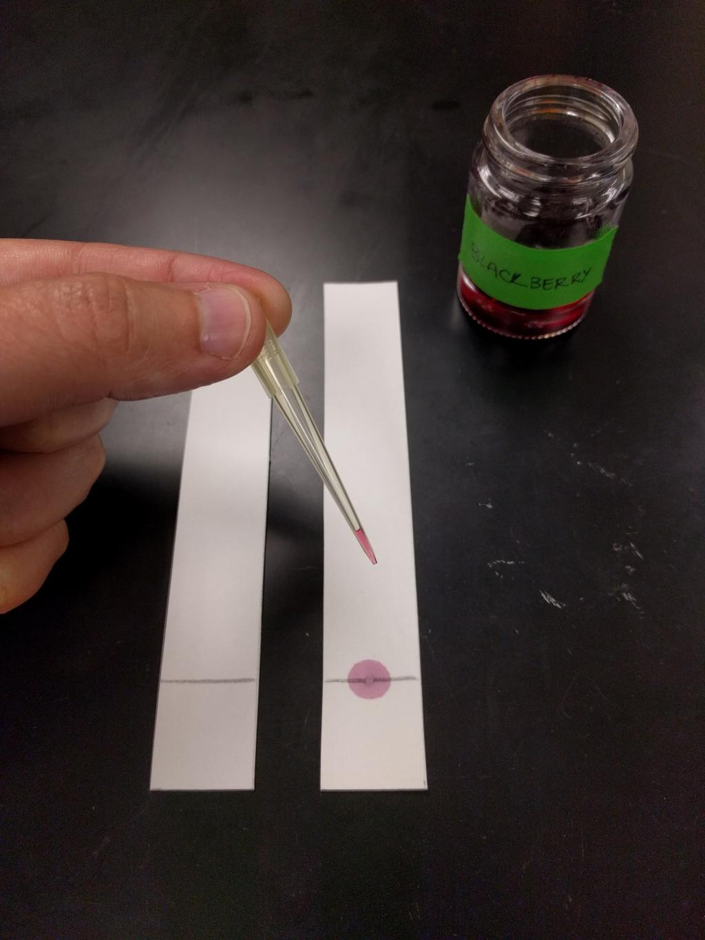 Figure 3. Strips of chromatography paper with a pencil mark at 2 cm. The strip on the right already received some of the blackberry solution.