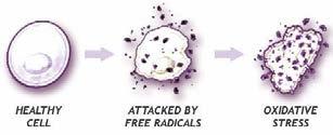oxidative stress An imbalance between the production of free radicals and the body s ability to neutralize them with antioxidants Is thought to contribute to the development of auto-immune diseases