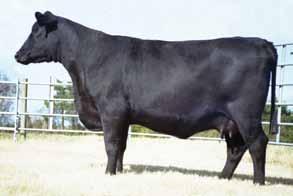 bred and open heifers, fall/spring pairs