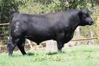 Lot 37 These Bulls Sell!