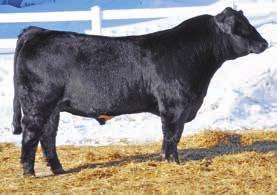 41. CRR Wide Track C845 Calved: 1/27/15 Tattoo: CRR C845 ASA: 3069571 3C W/C Right Track W9462 W/C Wide Track 694Y Miss Werning 694S Zeis Mo Better U48 CRR Miss Nikki 4012 21 st Annual Bull Sale 84