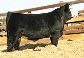 Sired by LLSA Hardcore Z29, injects a clean front end, deep flanks, big bone, and lots of power. His full brother Mr HS Machismo also sells in the sale. We re very excited for this bulls future.