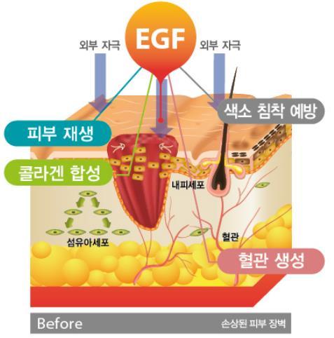 EGF Efficacy 05 EGF Skin regeneration promote skin regeneration and enhance skin barrier by promoting the moving and proliferation of epidermal cells.
