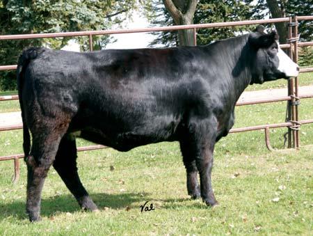 03 90 4 M Very typical of the Desperado cattle, lots of muscle dimension. She is moderate in frame and long bodied with lots of width.