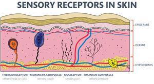 Functions of the Integumentary System 4.