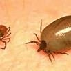 In most cases the tick needs to be attached for 36-48 hours before the Lyme disease bacterium can be transmitted. Lyme disease is reported more often in the Northeast states and Midwest states.
