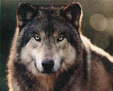 The animal that is called a great wolf is actually the Sun Dog of the Shangukeidí clan family.