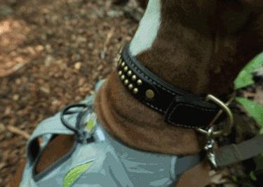 GPS Logging Dog Harness Created by Becky