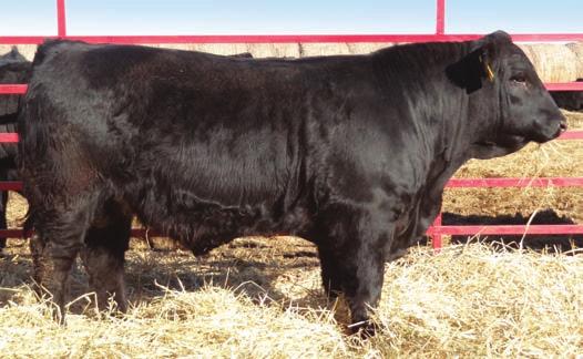 BBS Top Cut p274 Herd Bull purchased from Bata Brothers in North Dakota. A growth bull out of the old Top Cut, the #1 bull in the breed for growth.