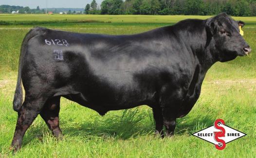 G A R Prophet Angus bull who is one of the top bulls in the Angus breed for performance and epds plus he is a heifer bull.