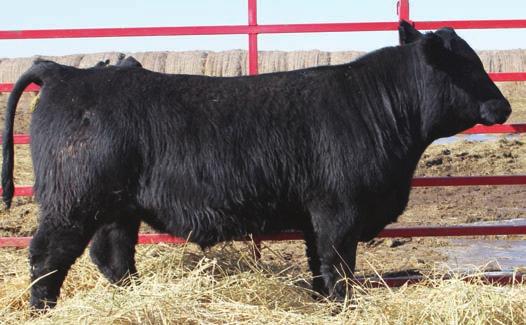 ellingson identity 9104 We used Identity for some of the purebred Angus because he is a proven popular heifer bull and a son of TC Aberdeen.