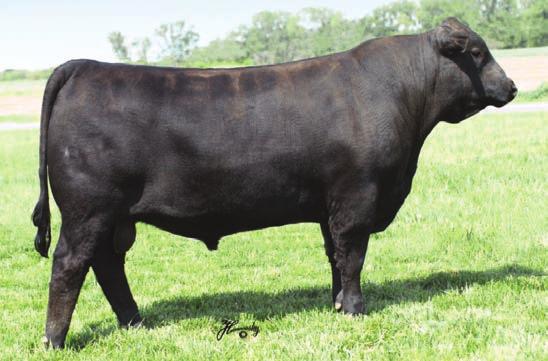 GCCR Easy answer y108 Easy Answer sold in our 2012 sale to River Creek Farms in Manhattan, KS. He sires a deep body and a soft phenotype with muscle, volume and a quiet disposition.