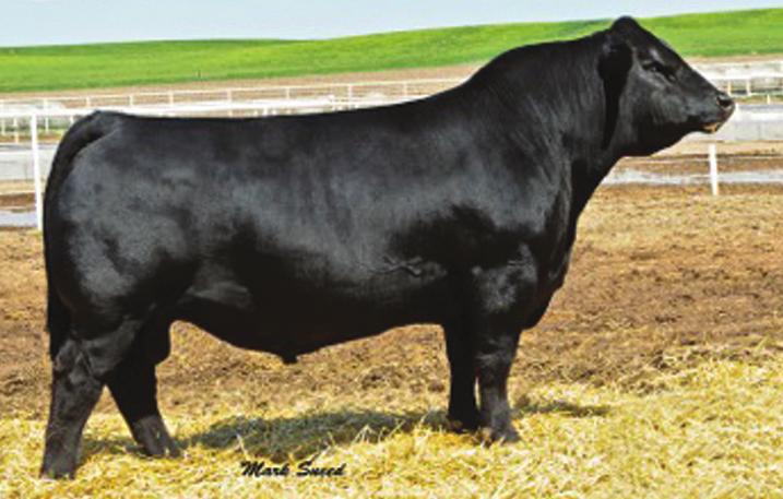 58 147 79 Balanced bull with high API and TI out of a power cow. ADG 4.