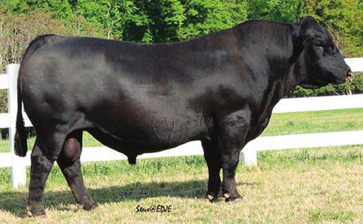 Welshs dew it righgt All the bulls sired by Dew It Right are out of 1st calf heifers. He sires moderate stylish deep bodied bulls.