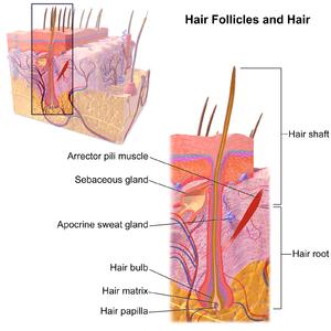 THE HAIR BULB The hair bulb is a structure of actively growing cells, which eventually produce hair. Cells continually divide in the lower part of the bulb and push upwards, gradually hardening.
