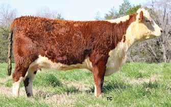 26 Maternal grandam is a full sister to Trust 100W. 421E is an easy fleshing female and she is a complete heifer, coming from the Mohican West program.