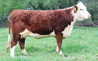 Consigned by Keese Hereford Farm, Seneca, S.C. Lot 18 KH Sadie B27 19 KH MS ADVANCE Y47 P43263588 Calved: Oct.