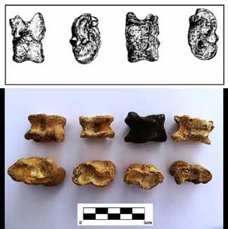 Both types of modifications have important implications when interpreting knucklebones found in archaeological contexts.