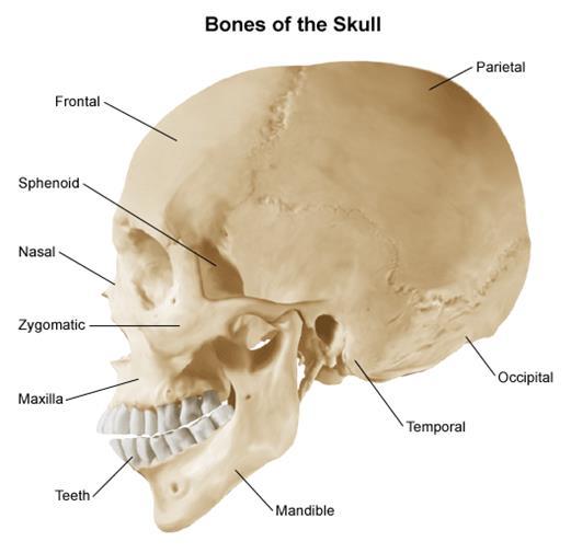 Anatomy & Physiology Skull The cranium that protects the brain Occipital bone Forms the back of the cranium, the upper part of the spinal cord passes through this bone.