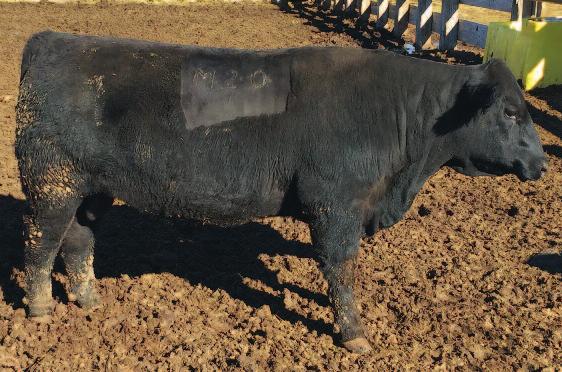 ANGUS BULLS RANCHO CASINO ANGUS BULLS s 33 42 33 Casino Sterling M02 1/1/15 AAA: 18338666 Tattoo: M02 Angus A A R Ten X 7008 S A #Mytty In Focus BA Sterling 2001 #A A R Lady Kelton 5551 17333097 Lass
