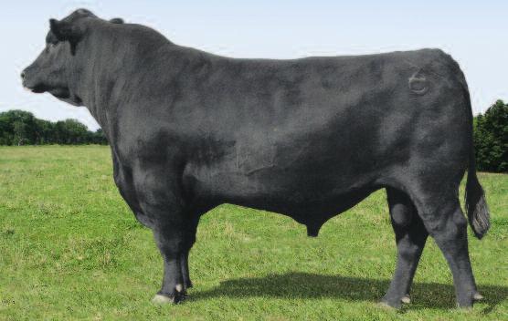 ANGUS BULLS RANCHO CASINO 38 Casino Courage M32 1/30/15 AAA: 18338680 Tattoo: M32 Angus Connealy Confidence 0100 Connealy Tobin Connealy Courage 25L Becka Gala of Conanga 8281 +17302304 Pearly Pammy