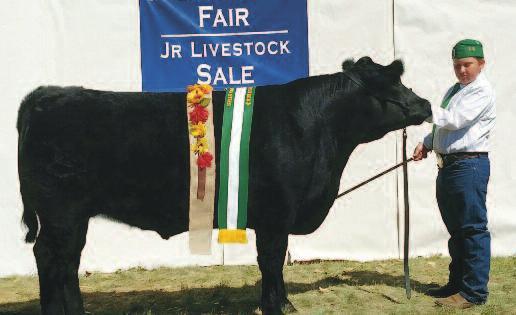 Grand Champion Steer, 2015 Intermountain Fair This champion steer was sired by a bull purchased by the Pritchell family in one of our sales.