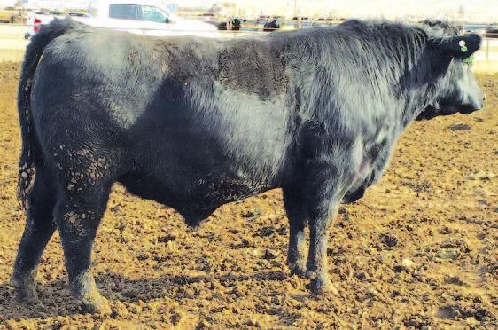 (ratio 110) Extreme calving ease prospect, ranking in the top 2% of non-parent Angus bulls for CED and top 5% for BW, combined with a weaning ratio of 110.