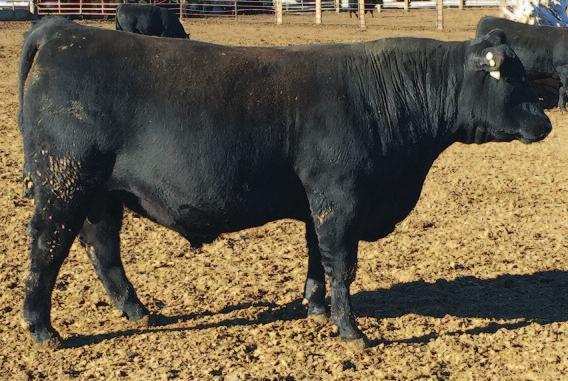 (ratio 111) 11 posted the heaviest adjusted weaning weight of the Ward Angus bulls.