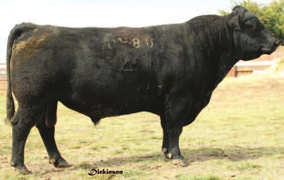 Annie P57 +12 1.4 +39 +72 +21 +.01 +.41 +41.98 +26.49 +54.00 BW 72 lbs. Adj. WW 634 lbs. (ratio 92) Calving ease prospect, ranking in the top 5% for BW EPD and top 10% for CED.