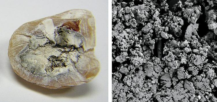 Figure 11. A mud-like core is evident in this section of a Soufflé pearl (left, 13.7 11.1 mm; photo by E. Strack), with the porous, powdery texture evident in the SEM image (right, magnified 2000 ).