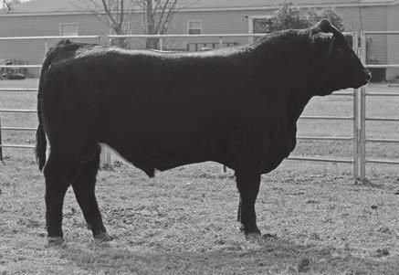 Simmental and Sim-Angus Bulls Page 3 15 DILLONS MR ONE WAY ASA # 3285794 BD: 10/24/16 Tattoo: D610 3/4 SM 1/4 AN HOOK S BROADWAY 11B MCM TOP GRADE 018X HOOK S WATER LILY 89W 73 DS-SS PIXIE 4W B C