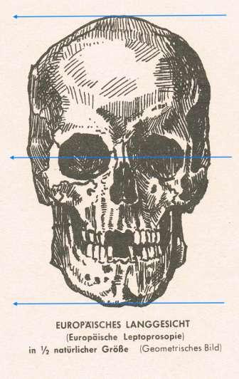 Here we can see the symmetry of a skull. The axis of the eyes divides the scull into 2 equal halves.