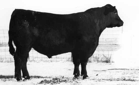 53 G Marcys Elite Lady 613 Bigger framed, big scrotal bull Free moving & athletic 93 634 WR: 4-95 YR: 3-99 +2.