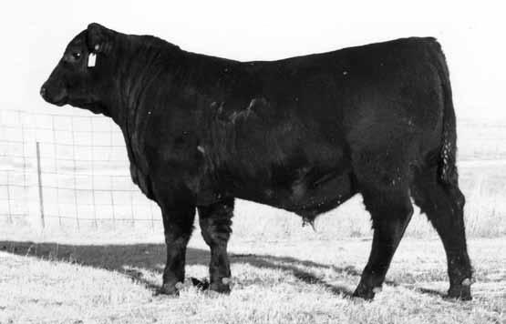 30 Lot 30 Image Maker is siring some of our best young females.