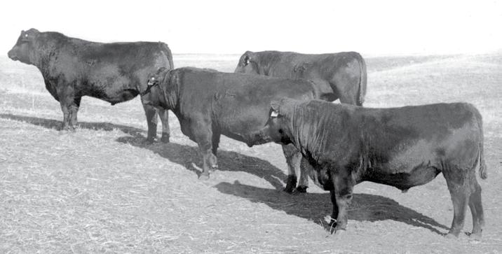 Our dad Charles, along with his brother Orrin and father Jay, began breeding registered Angus cattle before World War II and restarted again in the 1950s after getting back from the war.