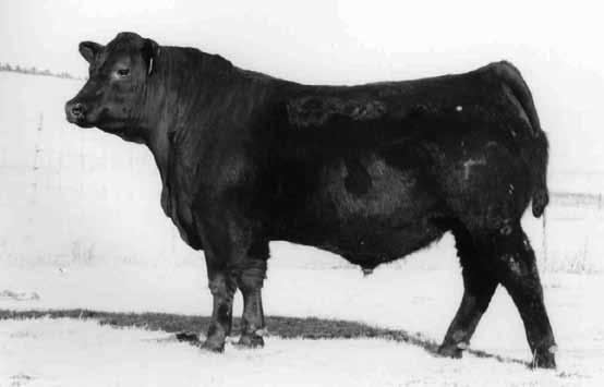 5 +40 +25 +74 fleshing ability A long, big topped bull solid and complete Marcys Emblazon 22-0 Reg. 16720150 Tattoo: 22-0 Calved: 2/6/10 Dixie Erica of C H 1019 Paramont Ambush 2172 $EN +1.