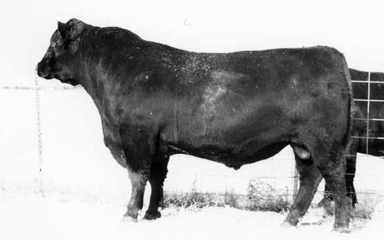65 Ebony Lit of Conanga 840 $G Marcys 96 Pride 116-6 Joana Erica of Conanga G L F Forefront 2070 Marcys 04 Pride 44-4 Marcys 02 Pride 11-2 Recommended for large framed heifers and cows 128 96 664 WR: