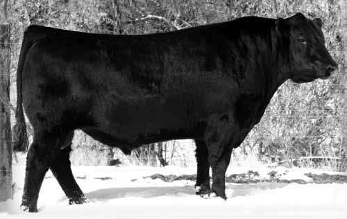 High DNA tenderness sire for producing tender, high quality beef.